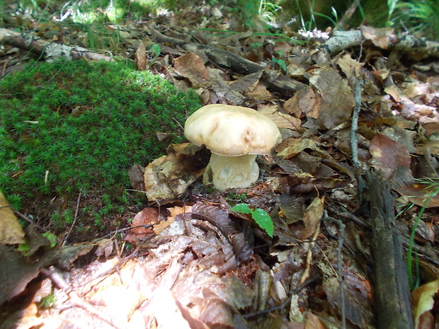 hríb dubový Boletus reticulatus Schaeff.