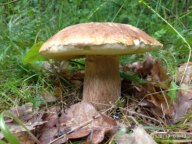 hríb dubový Boletus reticulatus Schaeff.