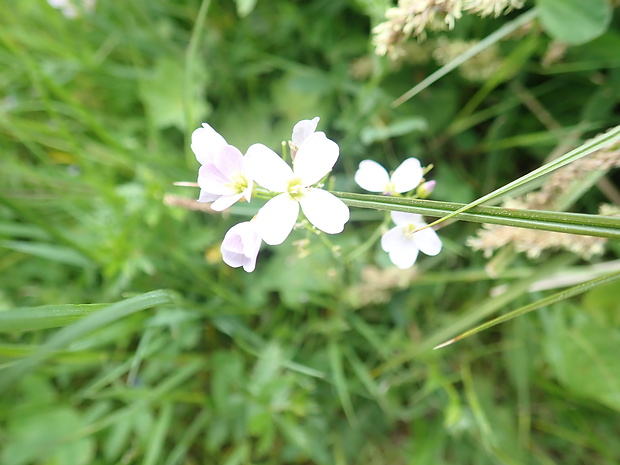 žerušnica lúčna Cardamine pratensis L.