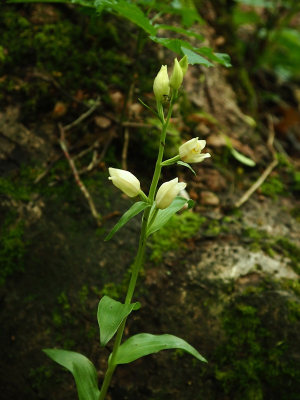 prilbovka biela Cephalanthera damasonium (Mill.) Druce