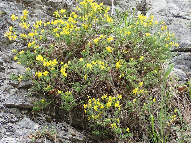 zanoväť regensburská Chamaecytisus ratisbonensis (Schaeff.) Rothm.