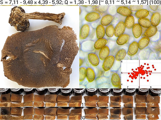 pavučinovec tizianový Cortinarius neofurvolaesus Kytöv., Niskanen, Liimat. & H. Lindstr.