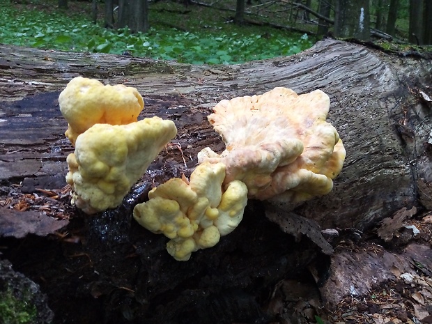 sírovec obyčajný Laetiporus sulphureus (Bull.) Murrill