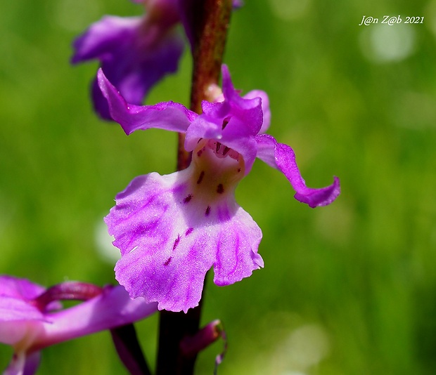 vstavač mužský poznačený Orchis mascula subsp. signifera (Vest) Soó