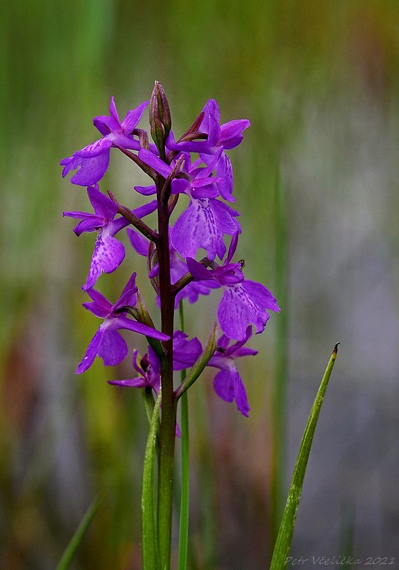 červenohlav močiarny Anacamptis palustris (Jack.) R. M. Bateman, A. M. Pringeon & M. W. Chase