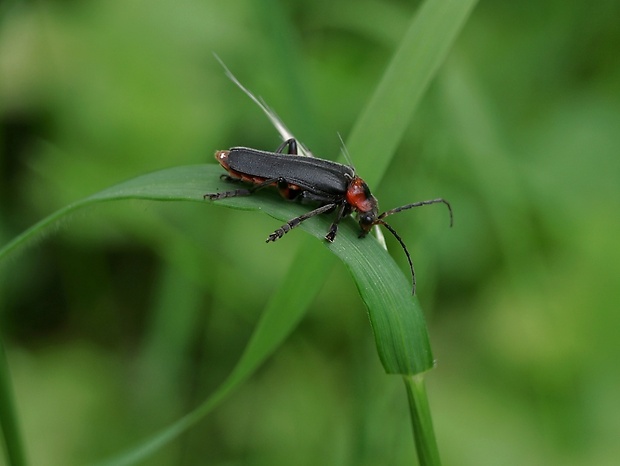 snehuľčík obyčajný Cantharis rustica