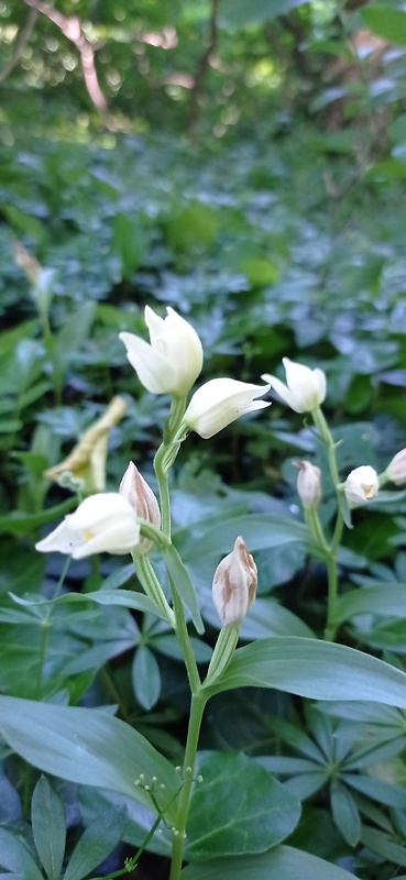 prilbovka biela Cephalanthera damasonium (Mill.) Druce