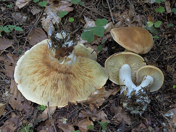 pavučinovec bucľatý Cortinarius pseudocrassus var. subcrassus (Rob. Henry) Bidaud, Moënne-Locc., Reumaux & Rob. Henry