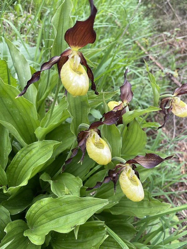 črievičník papučkový Cypripedium calceolus L.