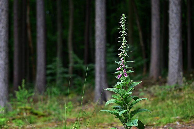 náprstník červený Digitalis purpurea L.