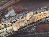 cenangium