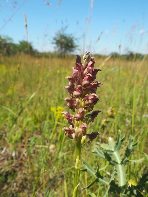 červenohlav ploštičný Anacamptis coriophora (L.) R. M. Bateman, A. M. Pringeon & M. W. Chase