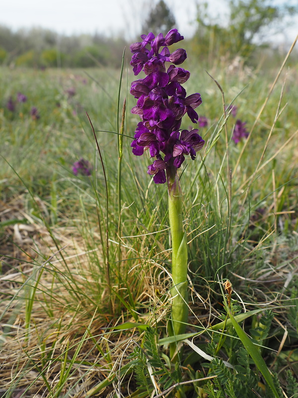 červenohlav obyčajný Anacamptis morio (L.) R. M. Bateman, A. M. Pringeon & M. W. Chase