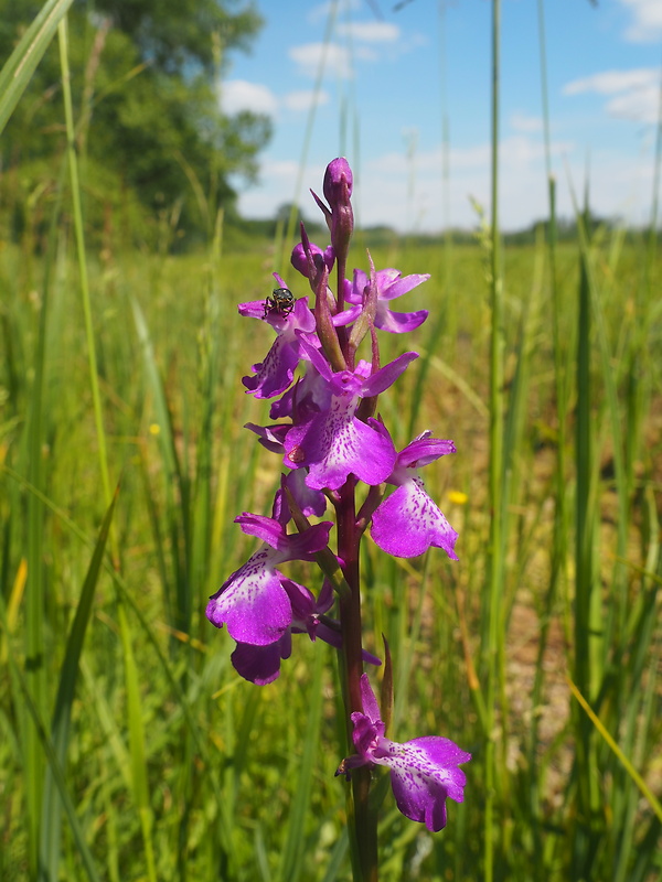 červenohlav močiarny Anacamptis palustris (Jack.) R. M. Bateman, A. M. Pringeon & M. W. Chase