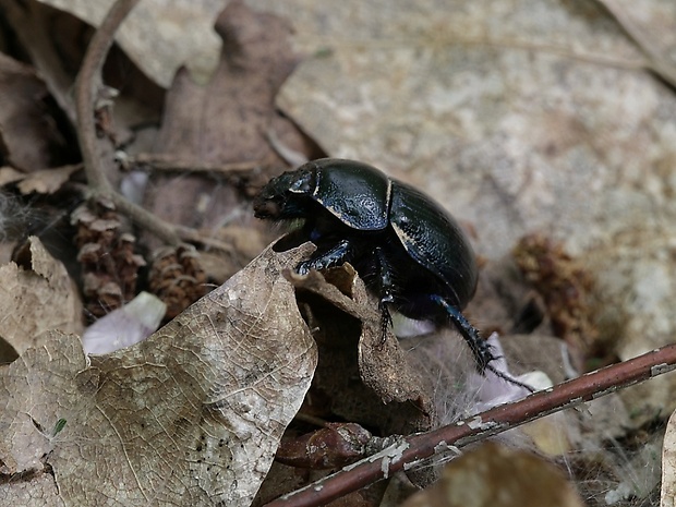 lajniak hôrny Anoplotrupes stercorosus