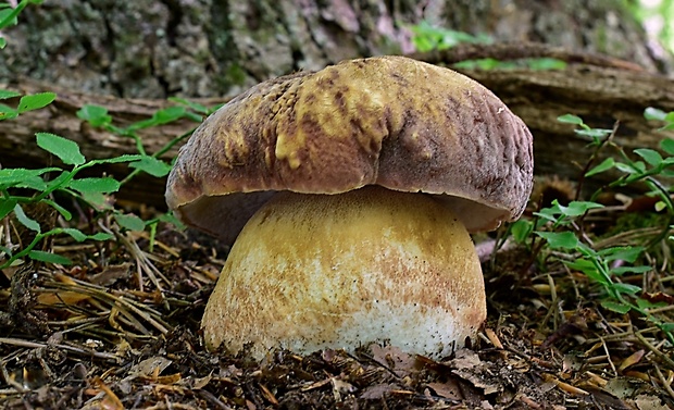 hríb sosnový Boletus pinophilus Pil. et Dermek in Pil.