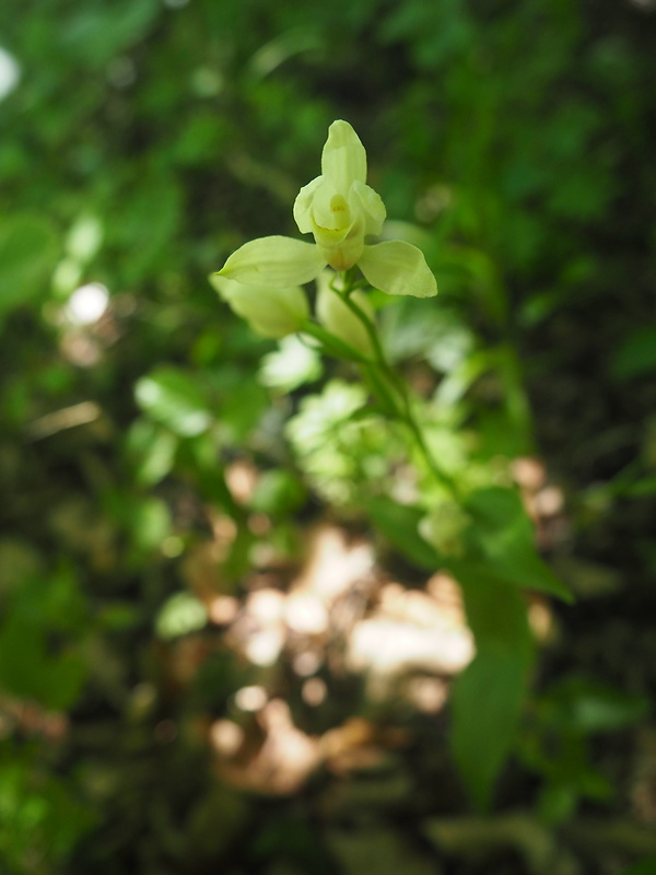 prilbovka biela Cephalanthera damasonium (Mill.) Druce