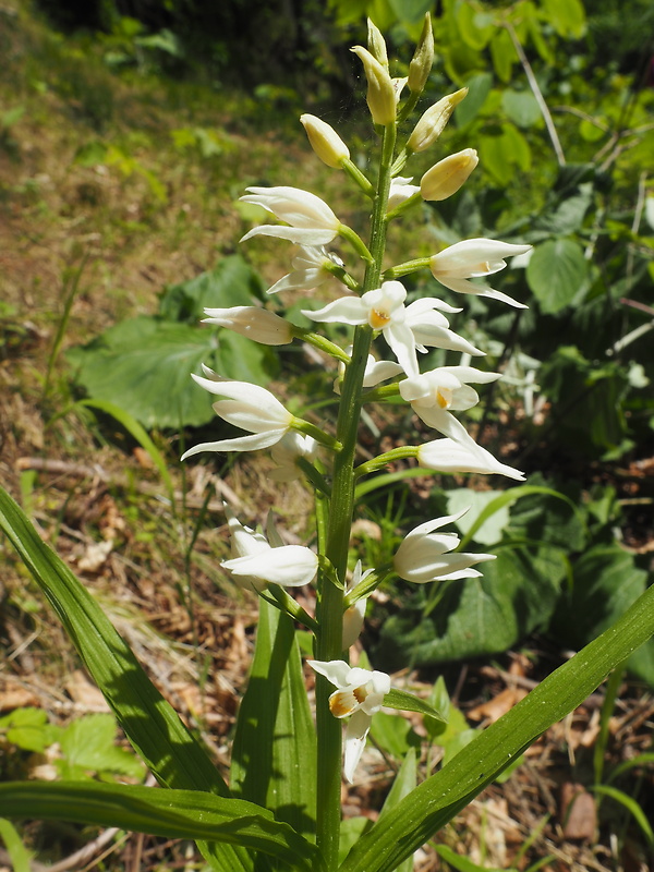 prilbovka dlholistá Cephalanthera longifolia (L.) Fritsch