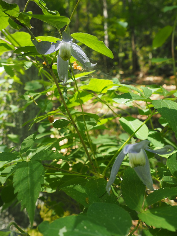 plamienok alpínsky Clematis alpina (L.) Mill.