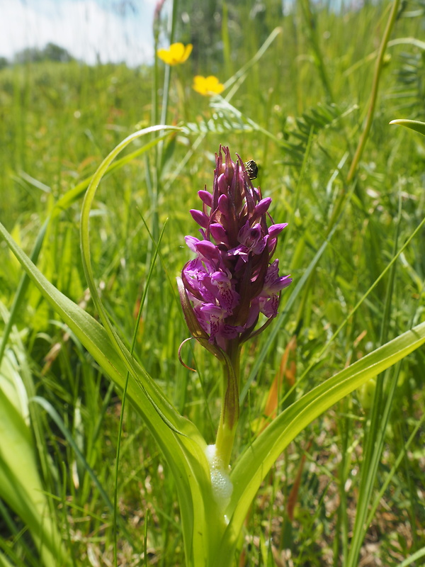 vstavačovec strmolistý pravý Dactylorhiza incarnata subsp. incarnata (L.) Soó