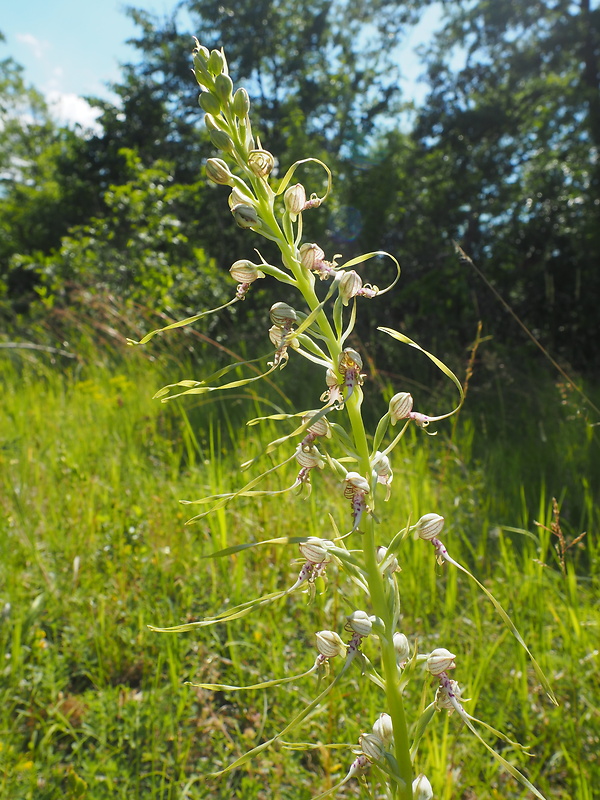 jazýčkovec jadranský Himantoglossum adriaticum H. Baumann