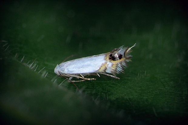 podkopáčik prútnatcový (sk) / podkopníček (cz) Leucoptera spartifoliella (Hübner, 1813)