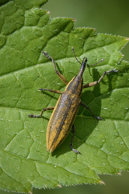 dlhánik Lixus iridis Olivier, 1807