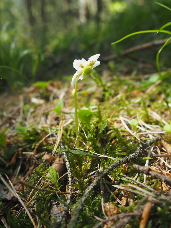 jednokvietok veľkokvetý Moneses uniflora (L.) A. Gray