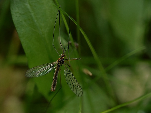 tipuľa Nephrotoma appendiculata