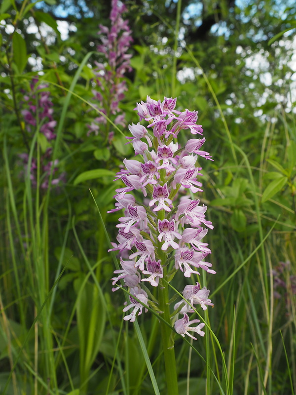 vstavač vojenský Orchis militaris L.