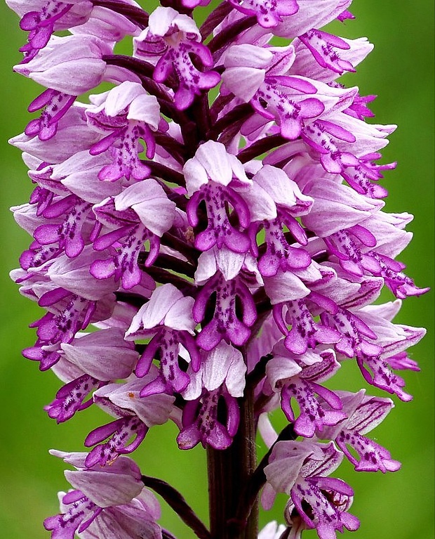 vstavač vojenský Orchis militaris L.