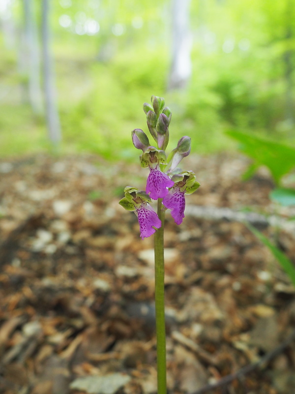 vstavač spitzelov Orchis spitzelii Saut. ex W.D.J. Koch