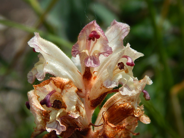 záraza biela Orobanche alba Willd.