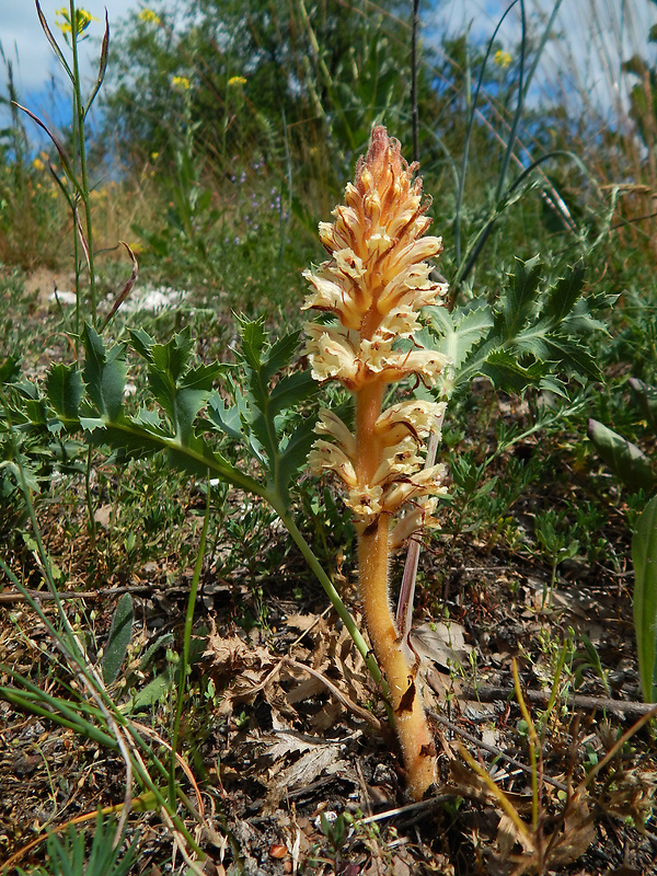 záraza šupinatá Orobanche artemisiae-campestris Vaucher ex Gaudin