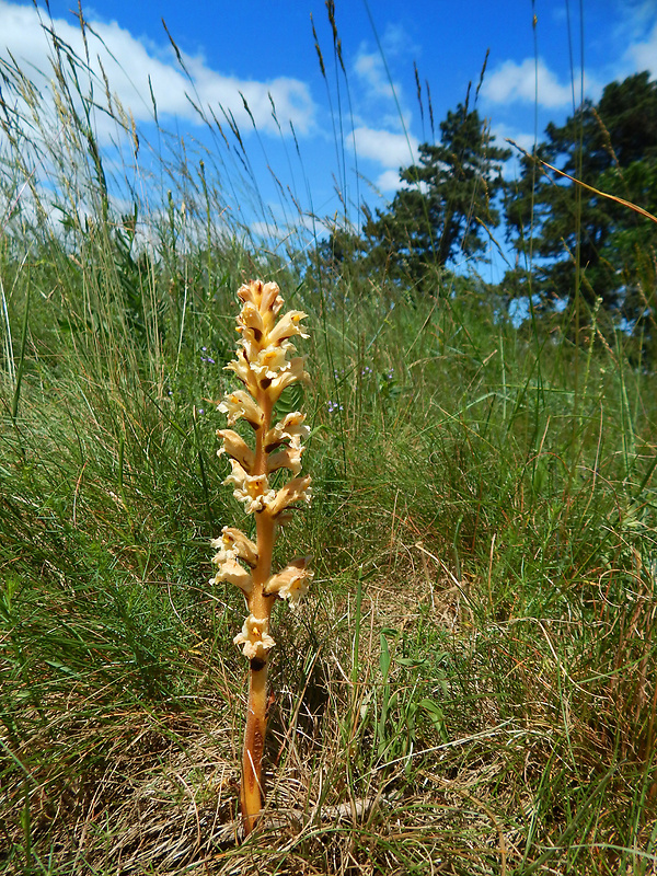 záraza žltá Orobanche lutea Baumg.