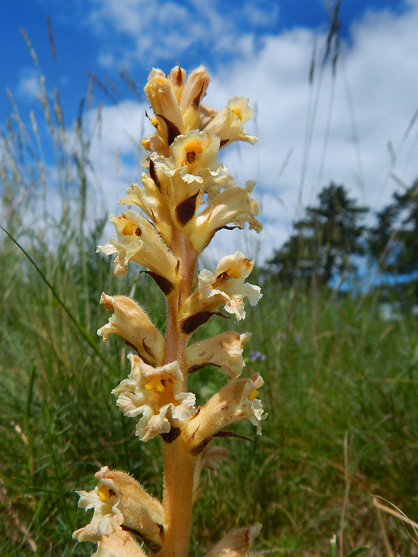 záraza žltá Orobanche lutea Baumg.