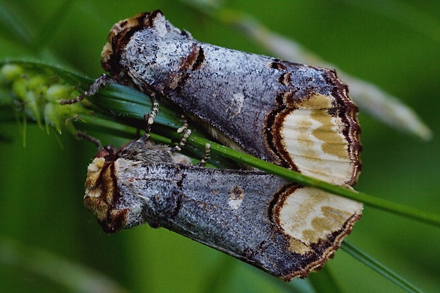 faléra lipová Phalera bucephala