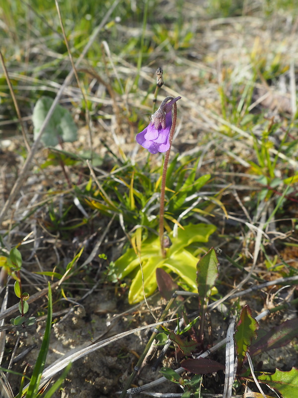 tučnica obyčajná Pinguicula vulgaris L.