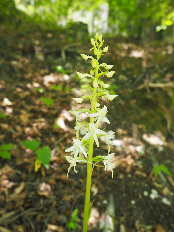 vemenník dvojlistý Platanthera bifolia (L.) Rich.