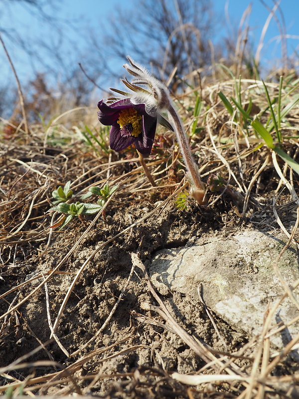 poniklec lúčny český Pulsatilla pratensis subsp. bohemica Skalický