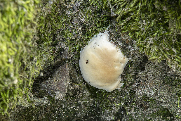 lesklokôrovka živicovitá Ganoderma resinaceum Boud.