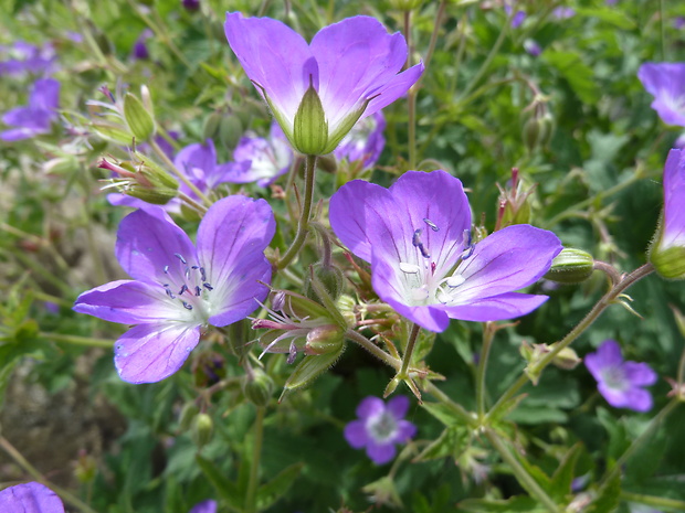 pakost lesný Geranium sylvaticum L.