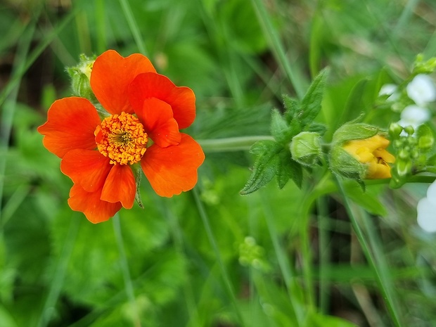 kuklík šarlatový Geum coccineum Sibth. & Sm.