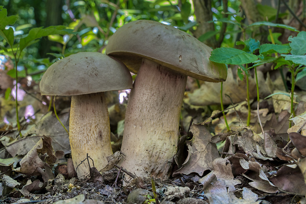 hríb plavý Hemileccinum impolitum (Fr.) Šutara