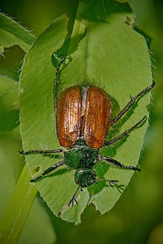 chrústovec záhradný Phyllopertha horticola (Linnaeus, 1758)