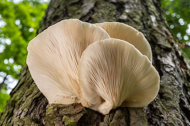 hliva buková Pleurotus pulmonarius (Fr.) Quél.