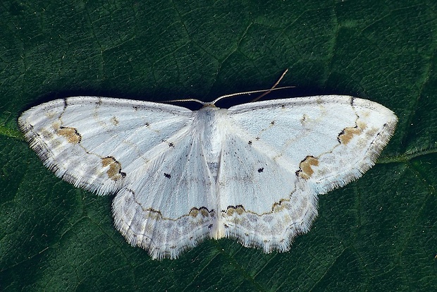 piadica okrášlená (sk) / vlnopásník okrášlený (cz) Scopula ornata (Scopoli, 1763)