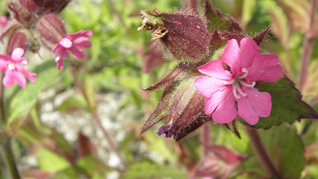 silenka červená Silene dioica (L.) Clairv.