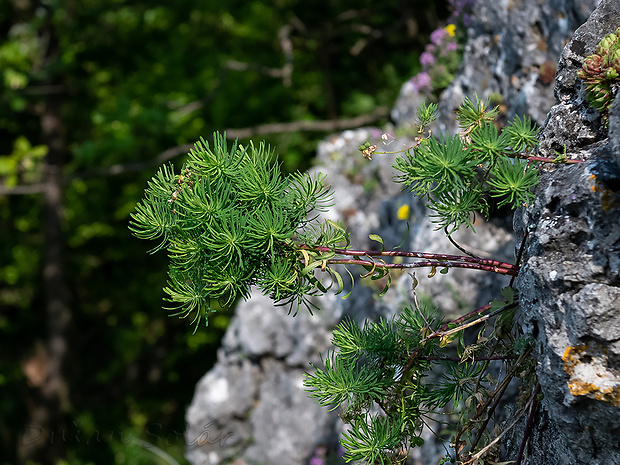 mliečnik Tithymalus sp.