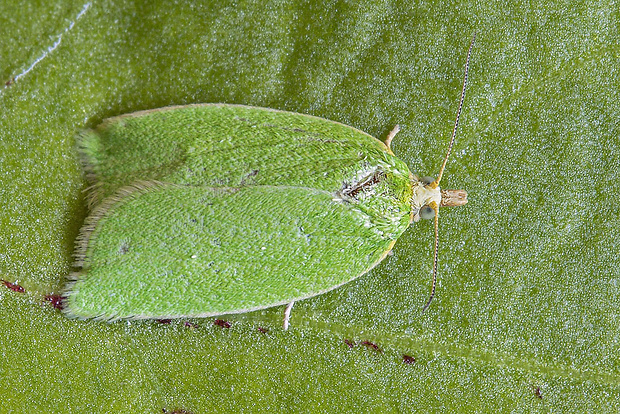 obaľovač zelený  Tortrix viridana